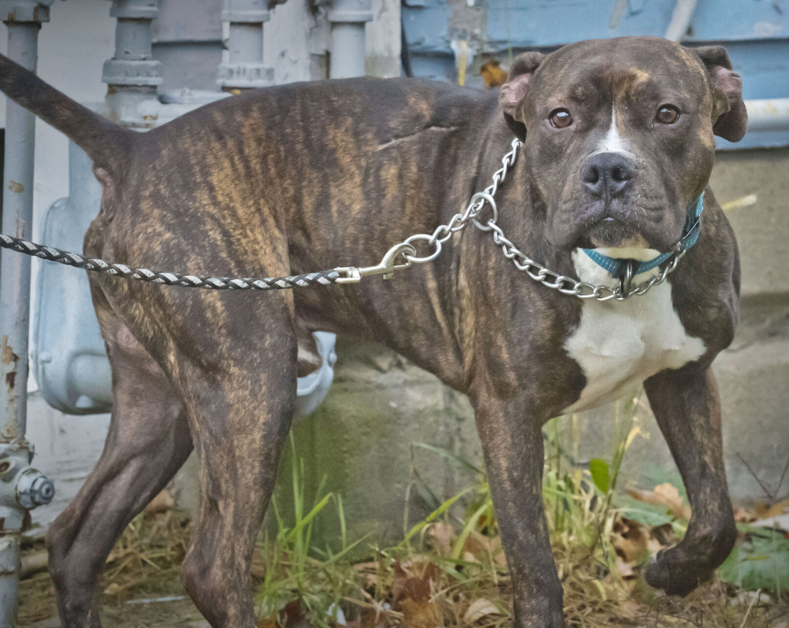 Woman saves dog after video of abuse